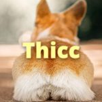 Thicc Meaning Slang Cover